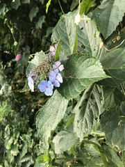 Hydrangea macrophylla normalis