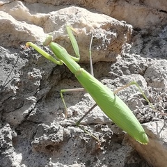 Mantis religiosa