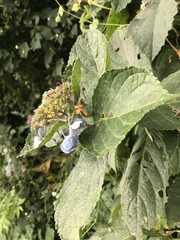 Hydrangea macrophylla normalis
