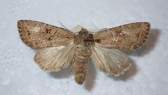 Apterogenum ypsillon