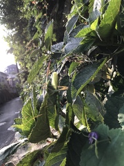 Hydrangea macrophylla normalis