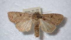 Apterogenum ypsillon