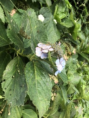 Hydrangea macrophylla normalis