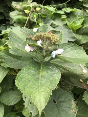 Hydrangea macrophylla normalis