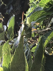 Hydrangea macrophylla normalis