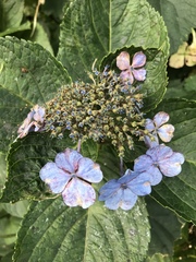 Hydrangea macrophylla normalis