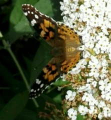 Vanessa cardui