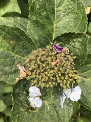 Hydrangea macrophylla normalis