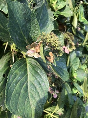 Hydrangea macrophylla normalis