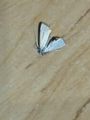 Lepidoptera