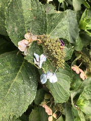 Hydrangea macrophylla normalis