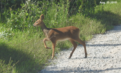 Hydropotes inermis argyropus