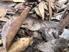 Leptomyrmex rufithorax