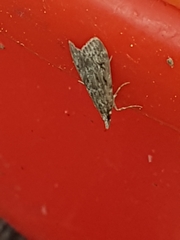 Eudonia truncicolella