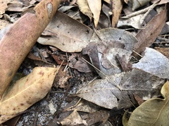 Leptomyrmex rufithorax