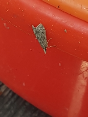 Eudonia truncicolella