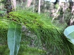 Caustis blakei