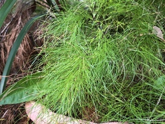 Caustis blakei