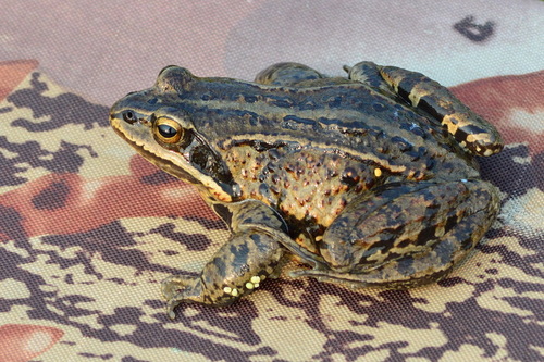 Siberian Wood Frog