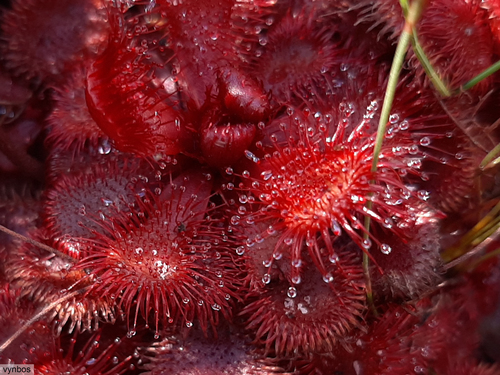 Red sundew (Drosera slackii)