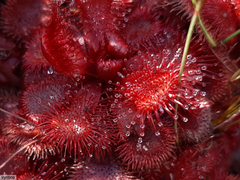 Drosera slackii