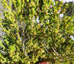 Erica bredasiana