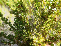 Erica bredasiana