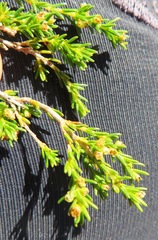 Erica bredasiana