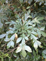 Cussonia zuluensis