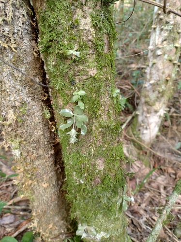 Eurystyles actinosophila, photograph 1