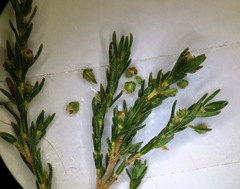 Erica bredasiana