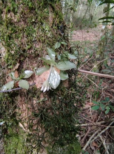 Eurystyles actinosophila, photograph 2