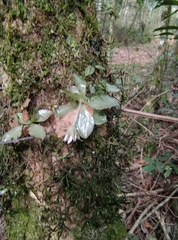 Eurystyles actinosophila, photograph (c) Lorella, some rights reserved (CC BY-SA)