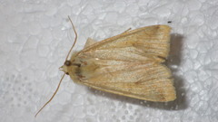 Enargia paleacea