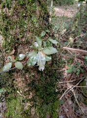 Eurystyles actinosophila, photograph (c) Lorella, some rights reserved (CC BY-SA)