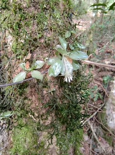 Eurystyles actinosophila, photograph 4