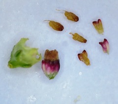 Erica bredasiana