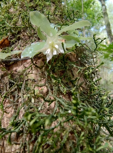 Eurystyles actinosophila, photograph 5