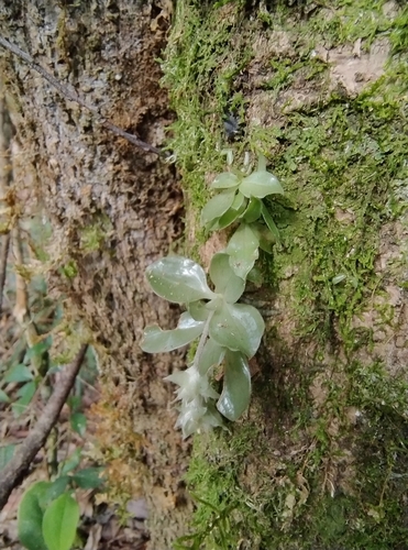 Eurystyles actinosophila, photograph 6