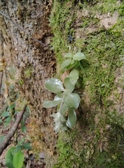 Eurystyles actinosophila, photograph (c) Lorella, some rights reserved (CC BY-SA)