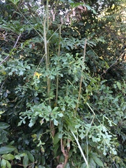 Cussonia zuluensis