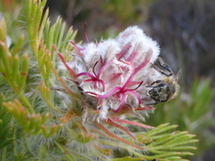 Serruria hirsuta