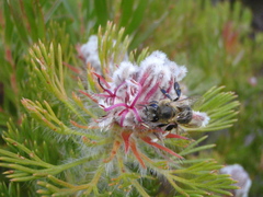 Serruria hirsuta
