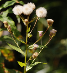 Erigeron acris kamtschaticus