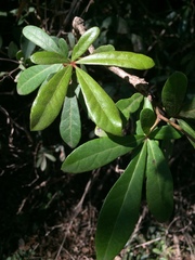 Rhoicissus