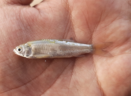 Aspidoparia (Cabdio morar) — Cyprinidae — 5