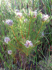 Serruria rostellaris