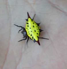 Gasteracantha sauteri