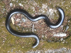 Afrotyphlops lineolatus