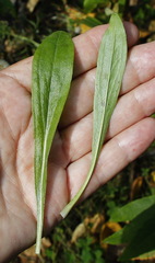 Erigeron acris kamtschaticus